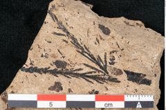 Foto (Detailansicht) von Sequoia hardtii Endl. (NHMW-GEO-2024-0188-8251)